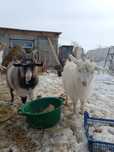 Продам козлят, откормленные