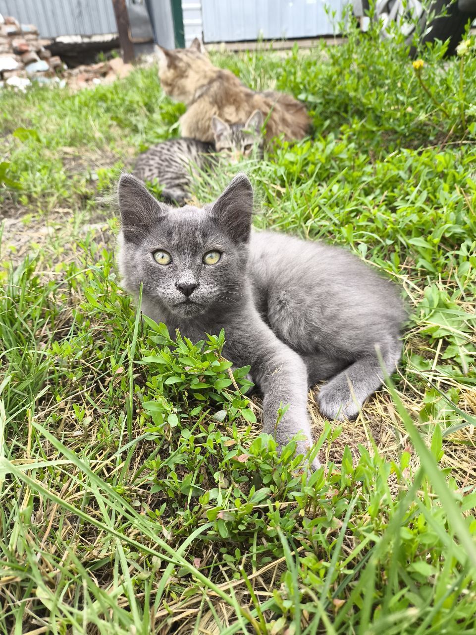Отдадим Котят в добрые руки