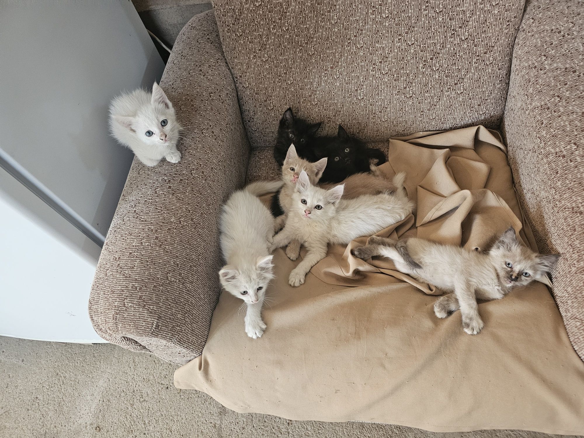 Отдам котят в хорошие руки