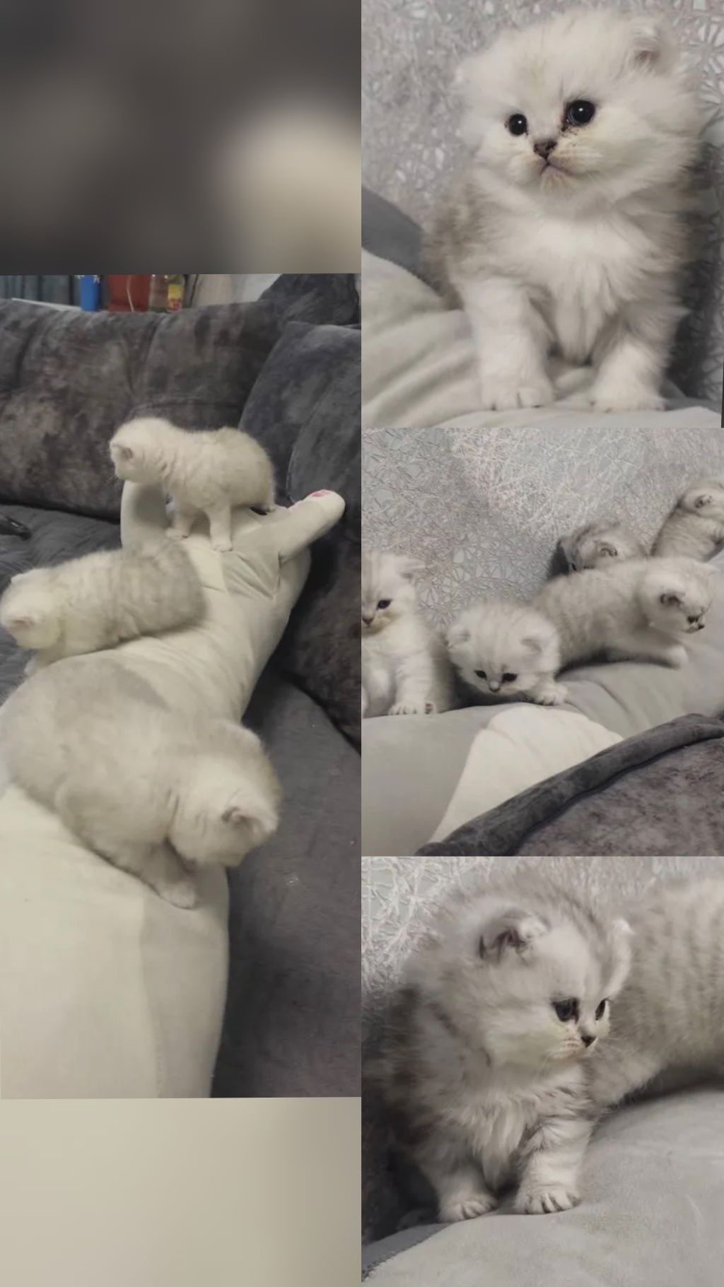 Вязка, Прямоухий Кот! ( Для вислоухих и прямоухих)