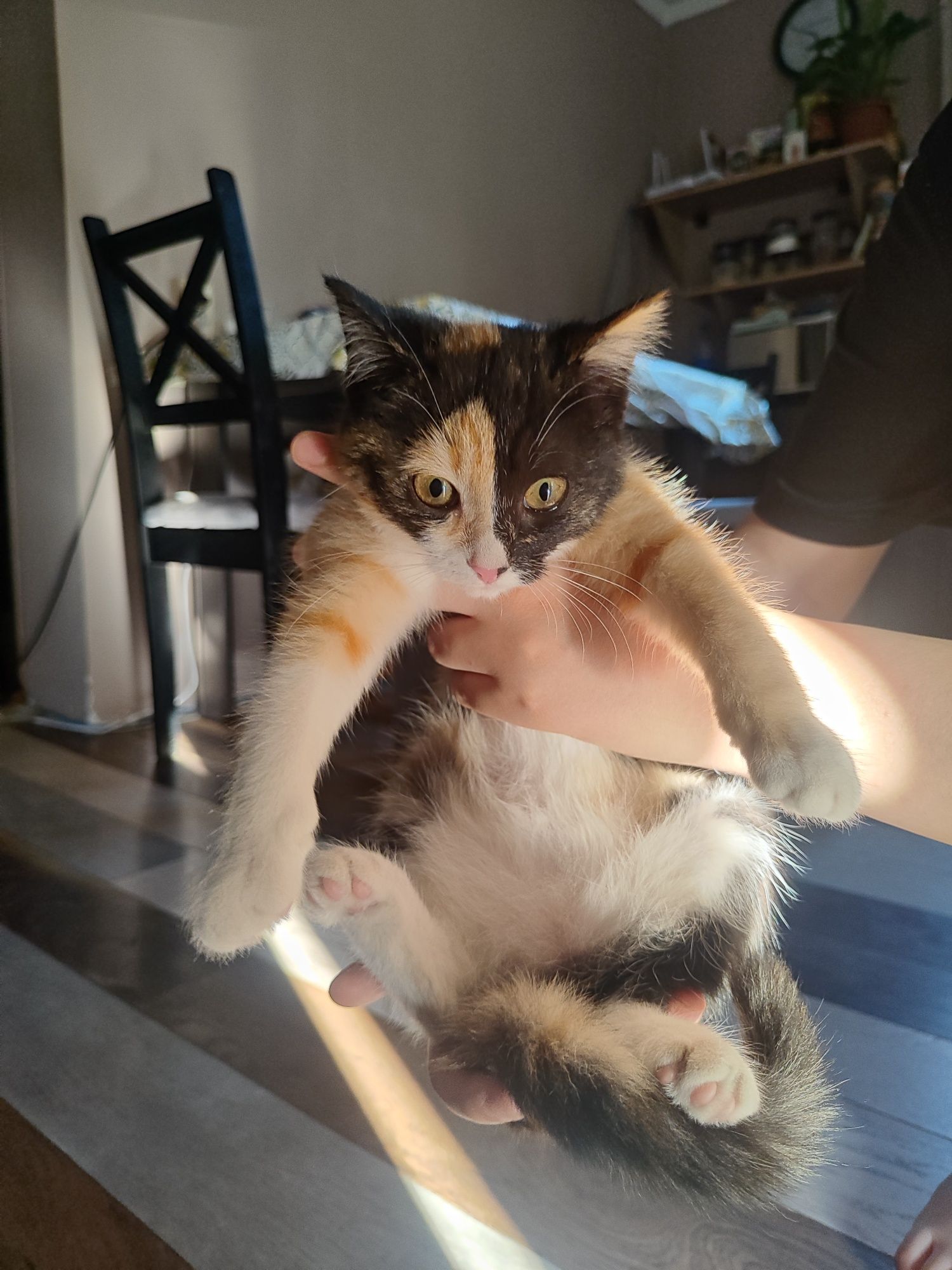 Котёночек девочка ищет дом