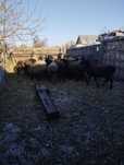 10 овец котные, 1 кошкар крупный , курдючная порода!