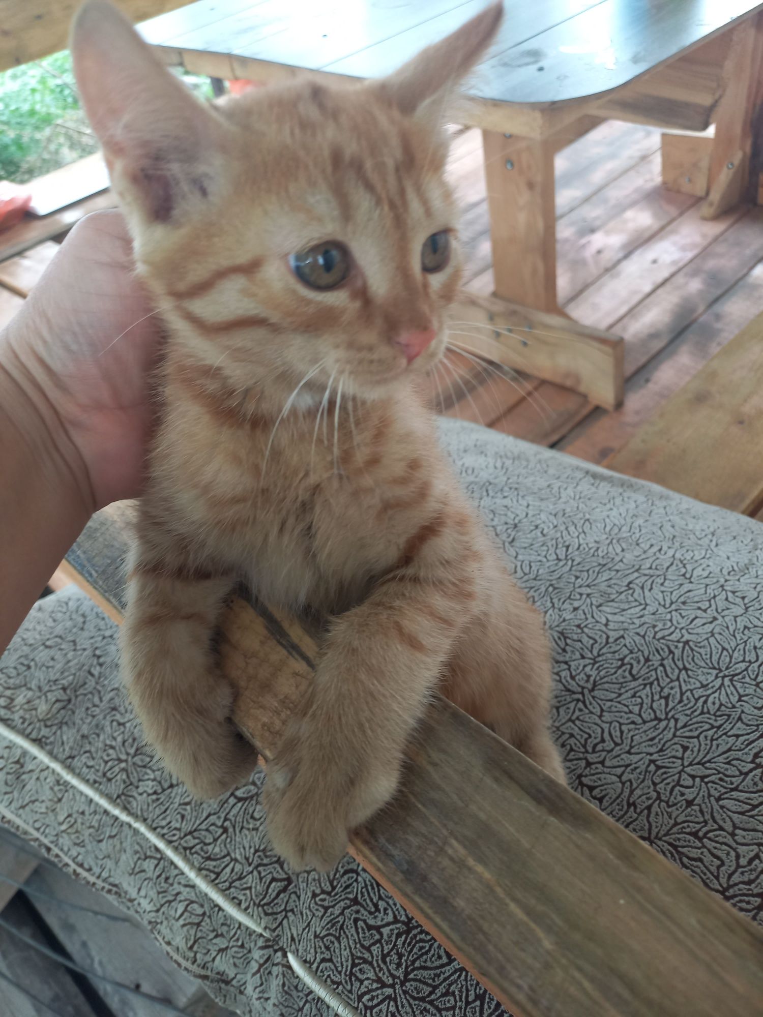 Отдам в добрые руки котят