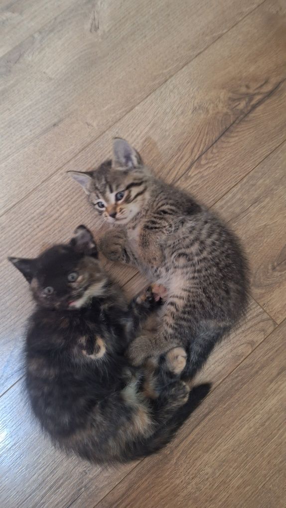 Котята отдам даром
