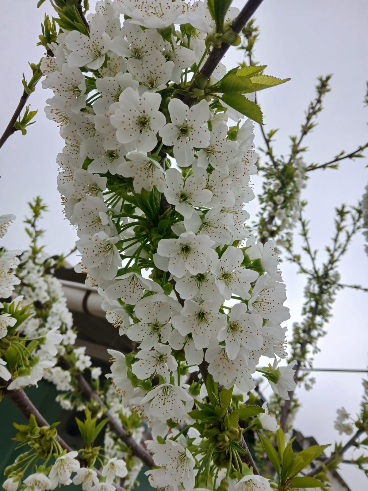 Продается дом, село Умирзак, рядом с Морпорт. СРОЧНО. ЕСТЬ ТОРГ