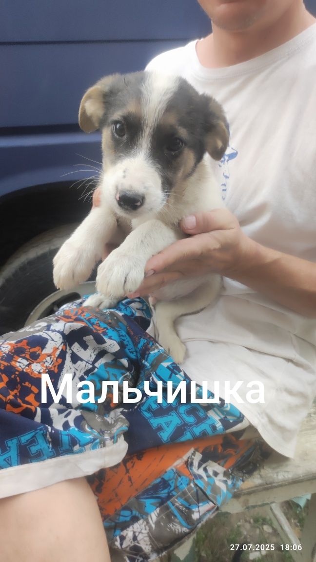 Щенок, щенки. Отдам собачку.