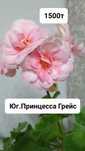 Сортовые пеларгонии