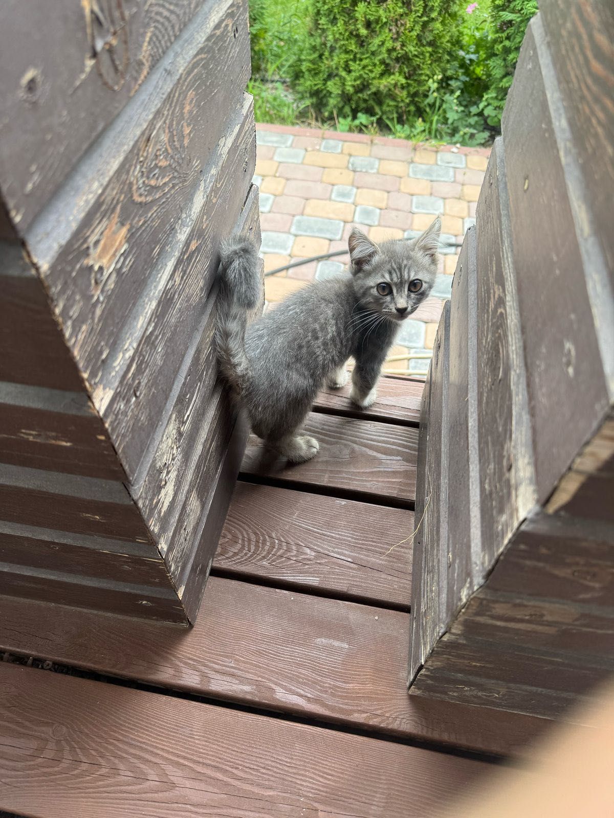 Пристроить котенка