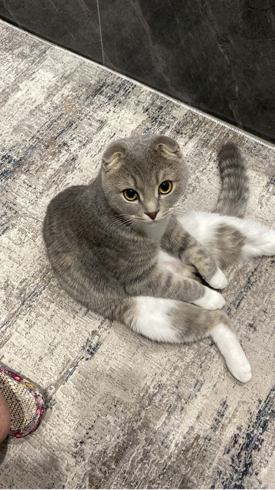 Кот домашний шотландец