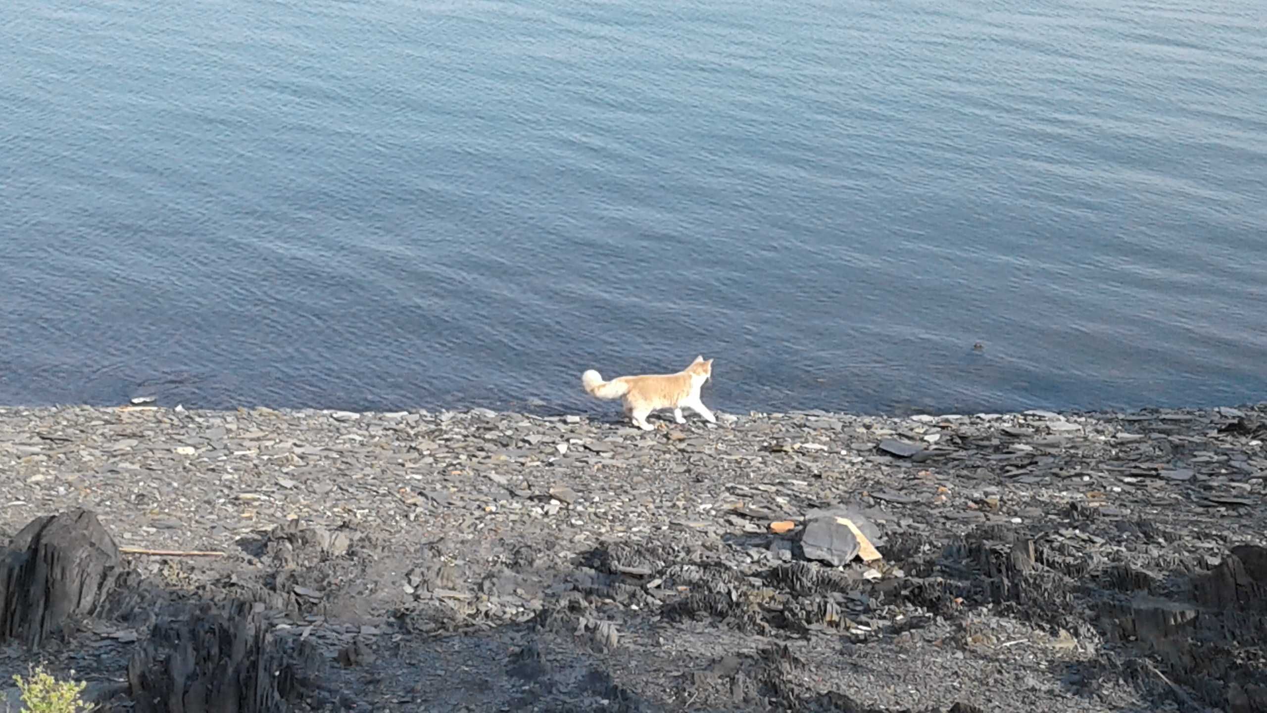 сдам домик на Бухтарме