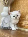 Клубная кошечка скотиш страйт с документами