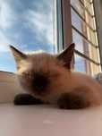 Сиамский котёнок,,девочка, примерно 5-6 недель, приученная к лотку.