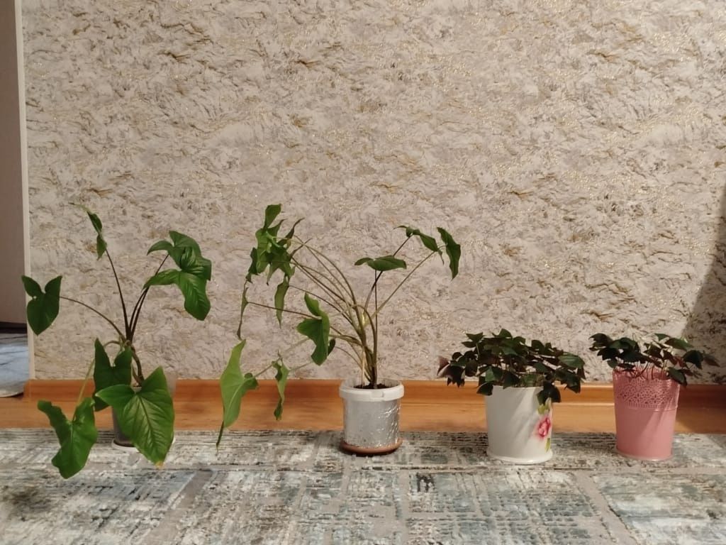 Продам 12 цветов
