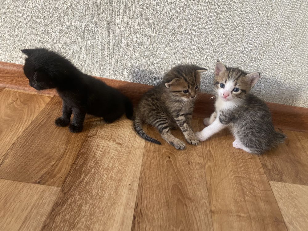 Отдам котят бесплатно