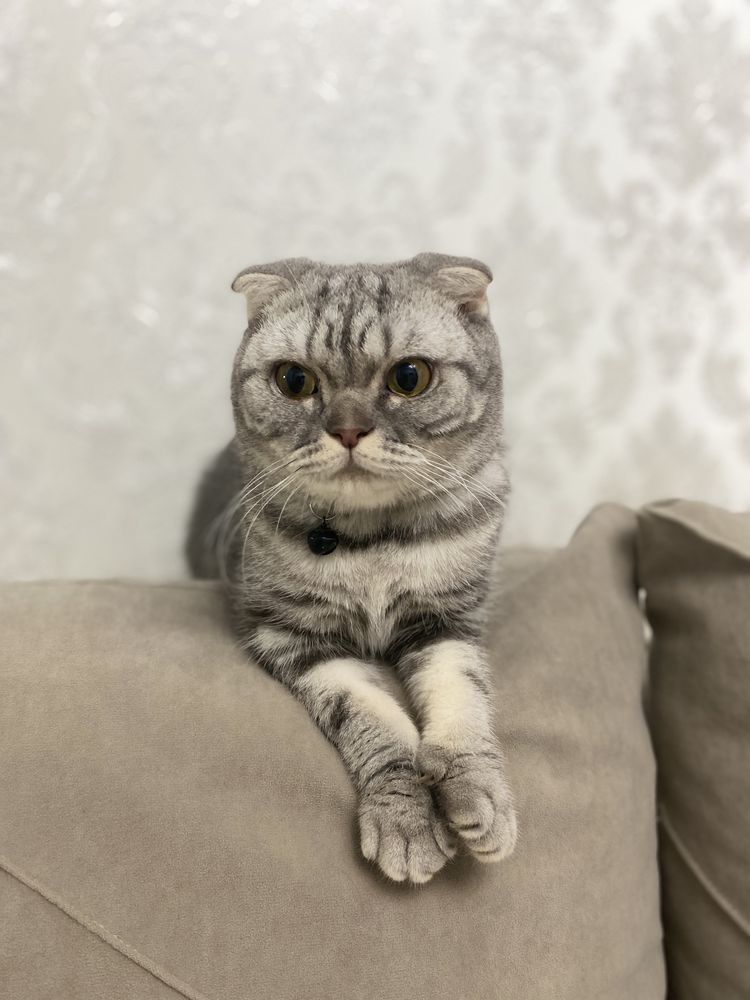 Продам кошку шотладская вислоухая