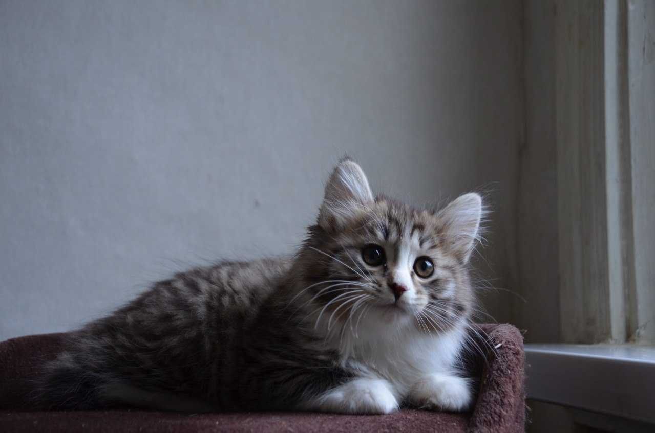 Курильский бобтейл! Котенок-рысенок!