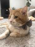 Котик в добрыв руки.   Кот Гарфилд был найден на улице, он замерзал.
