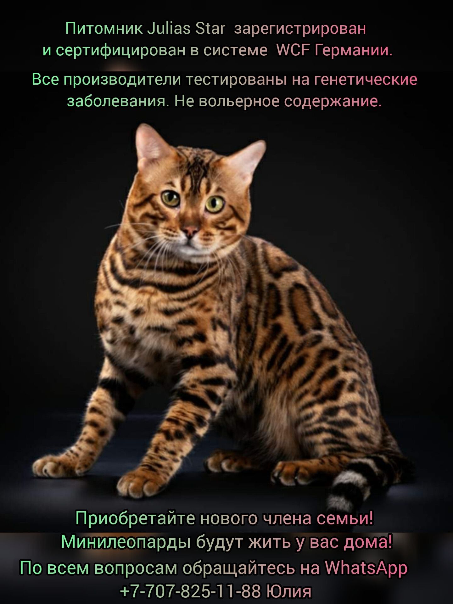 Редкие окрасы бенгальских котят