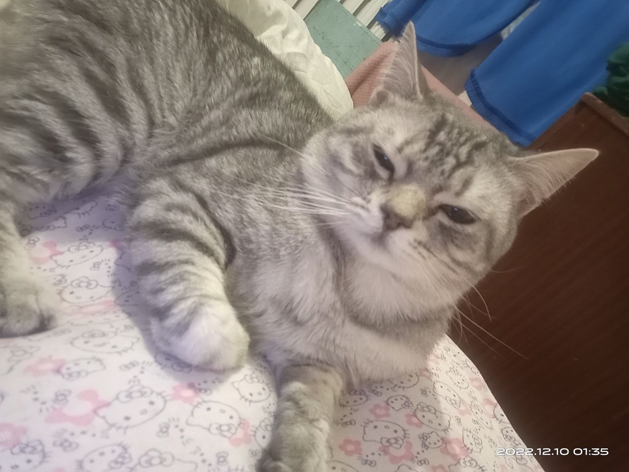Одинокий кот ищет кошечку для вязки