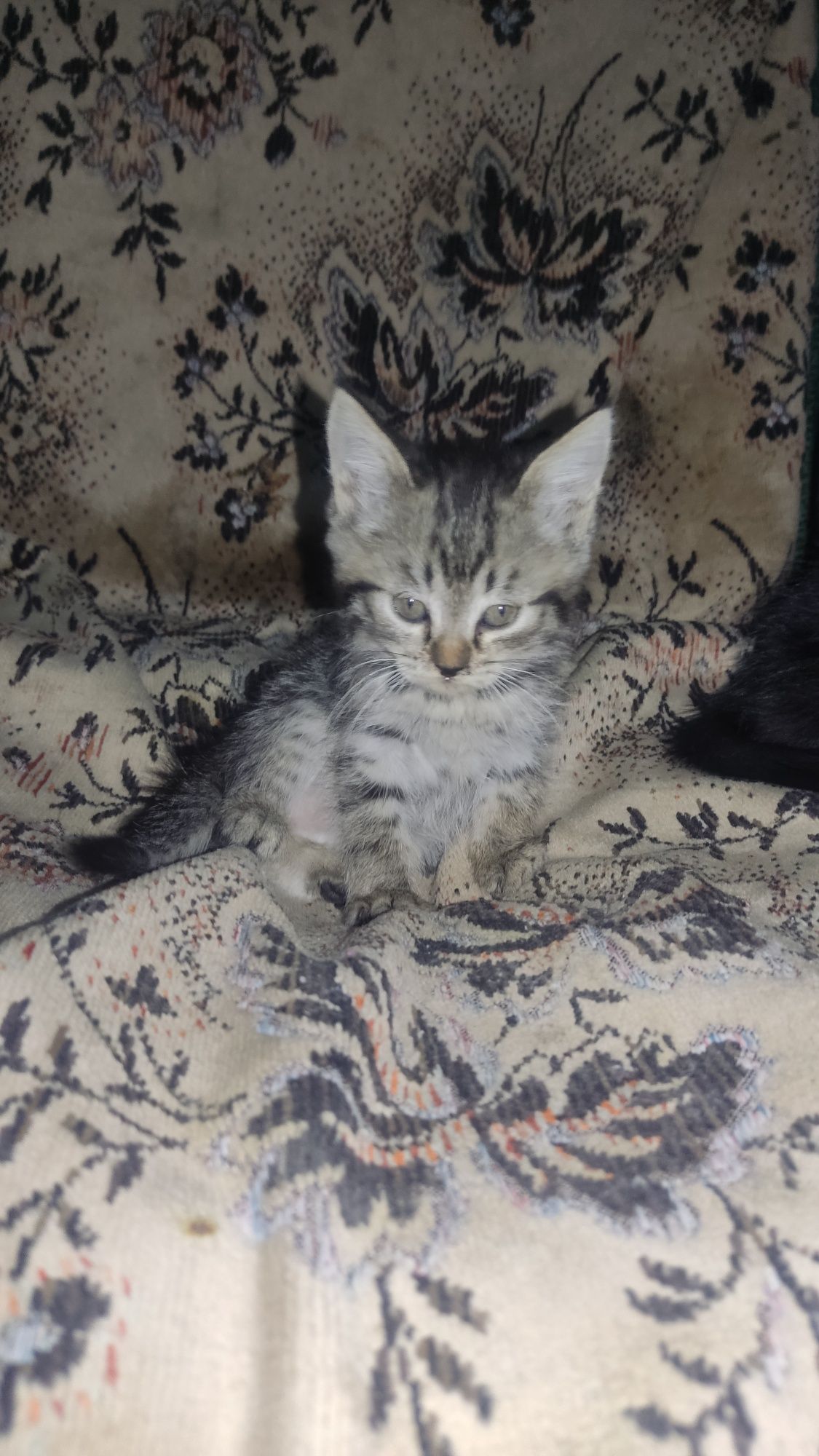 Отдам котят в хорошие руки.