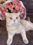 Вязка шотландский кот