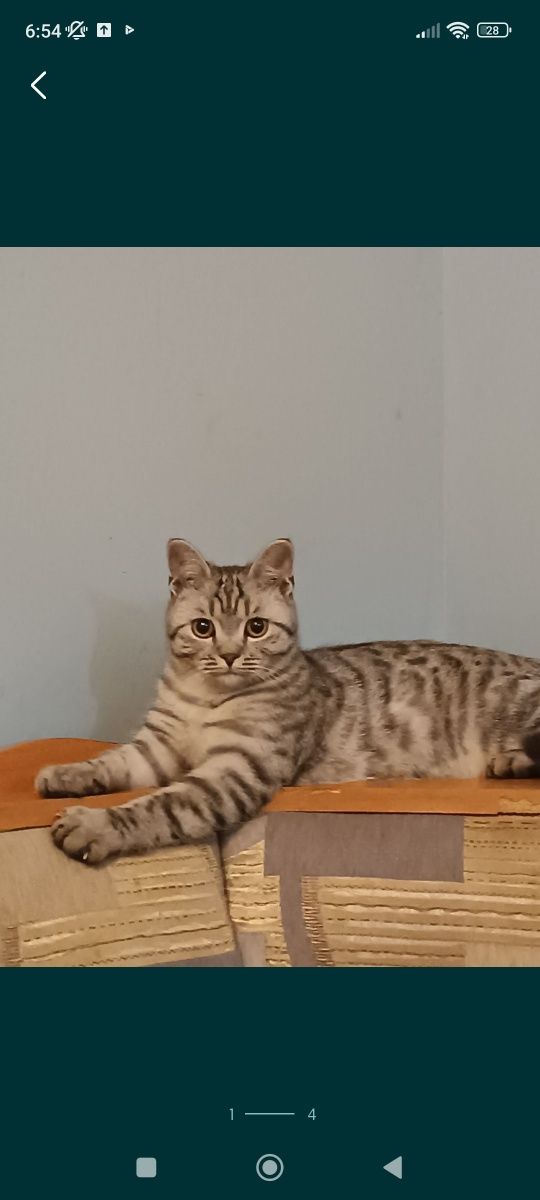 Отдам кота скотиш страйт