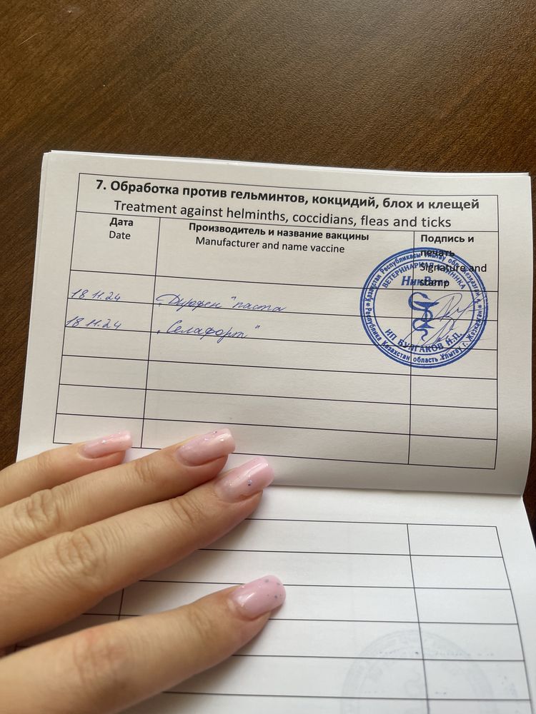 Кролик карликовый, вислоухий.