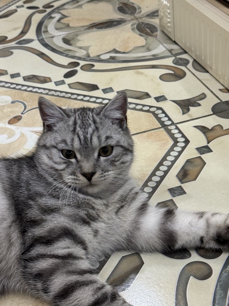 Скотиш страйт кот, вязка