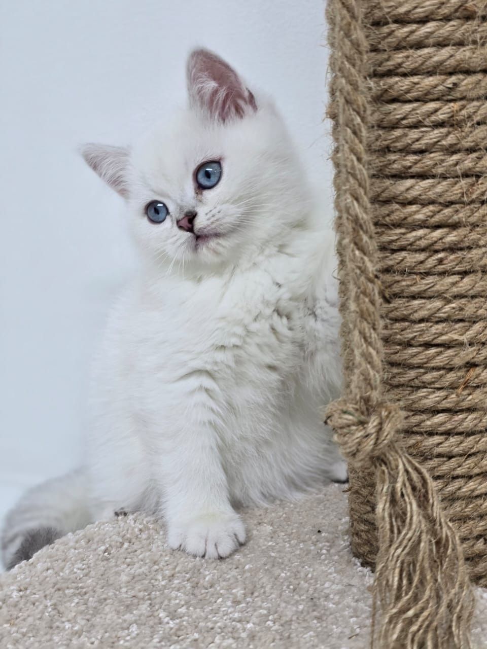 Котята британские Ласковей нет на планете  чем они