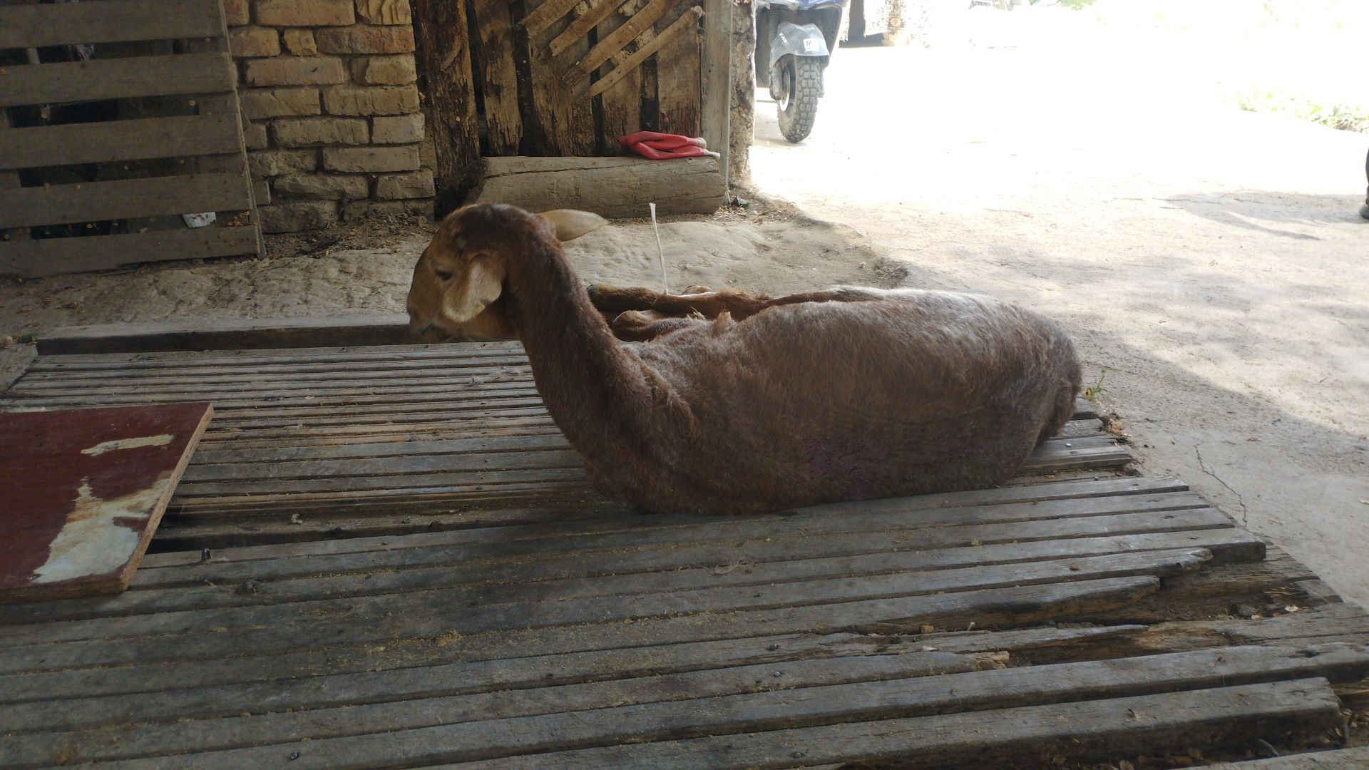 Кой,қой.токты,козы