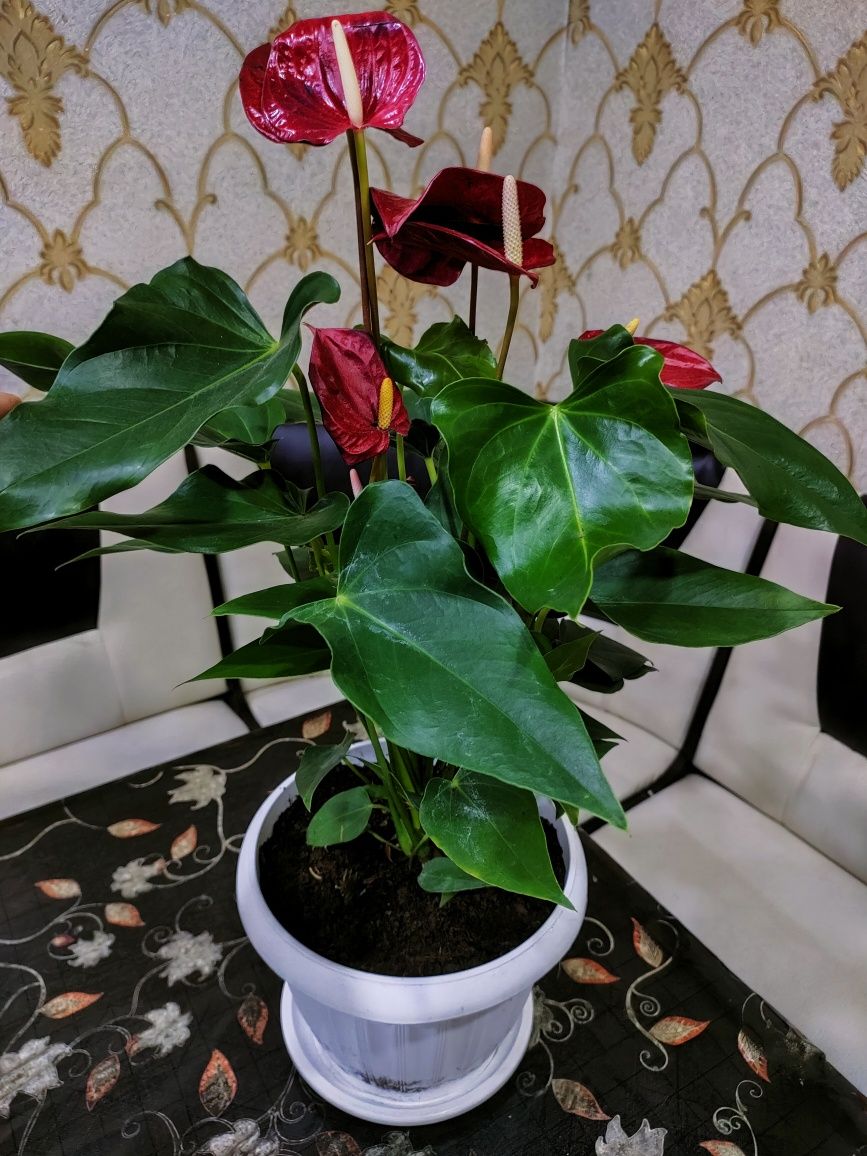 Комнатные растения. Доставка