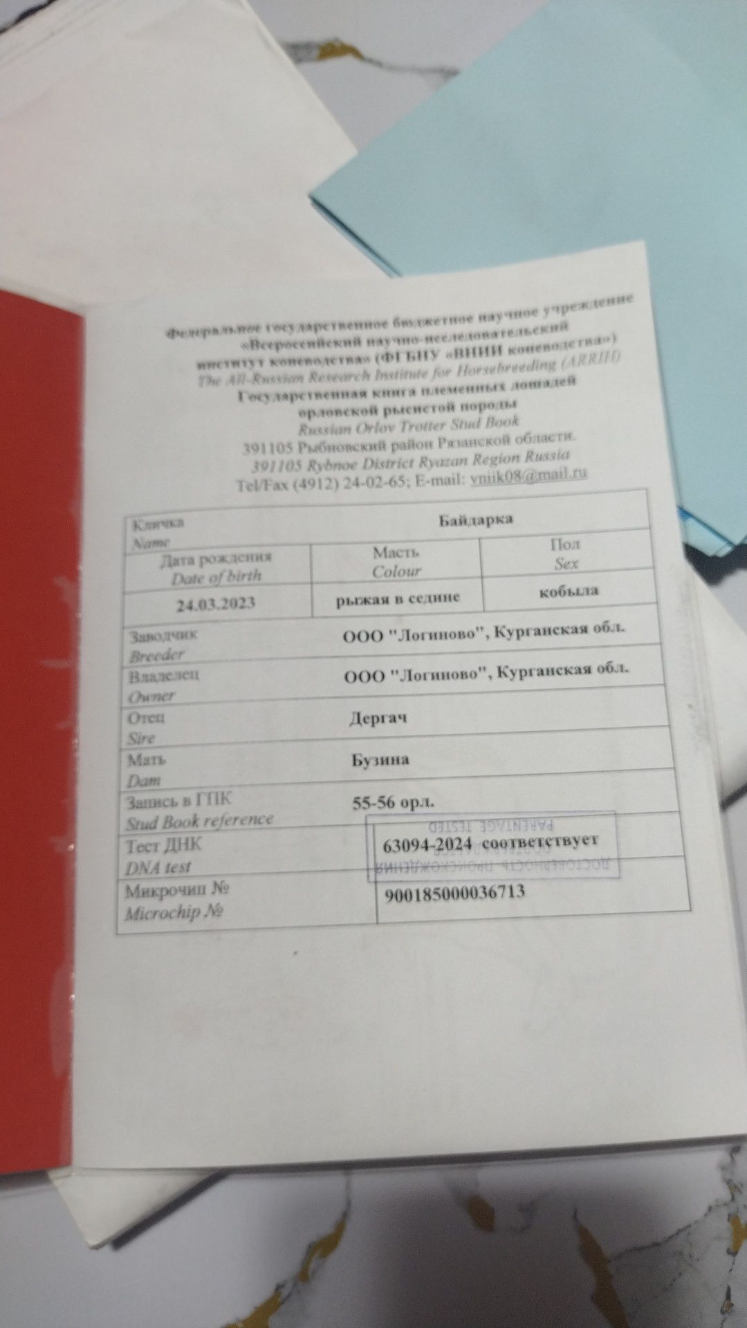 Продам орловскую кобылку