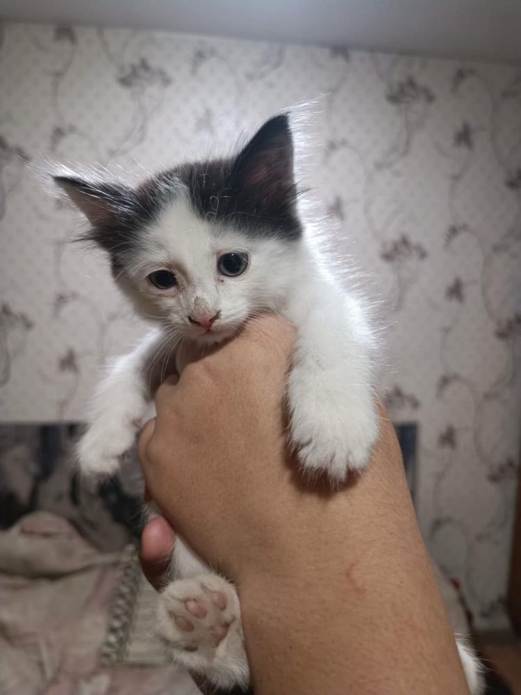 Отдам котят в хорошие руки