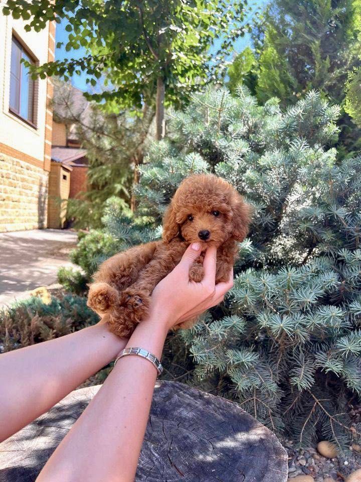 соблазняшики оченьсияющие Той пудель