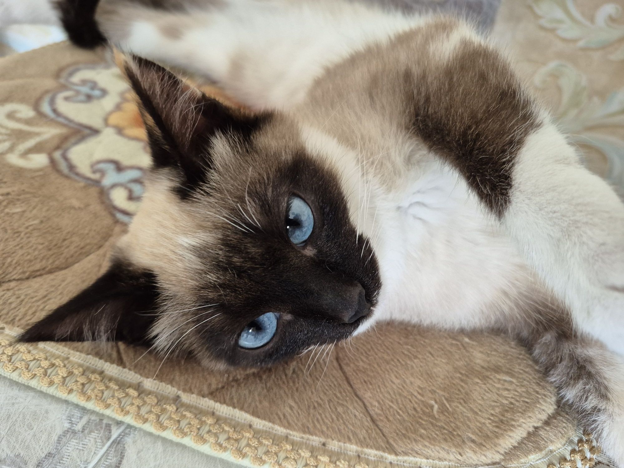 Отдам в добрые руки котенка. Приютите её к себе