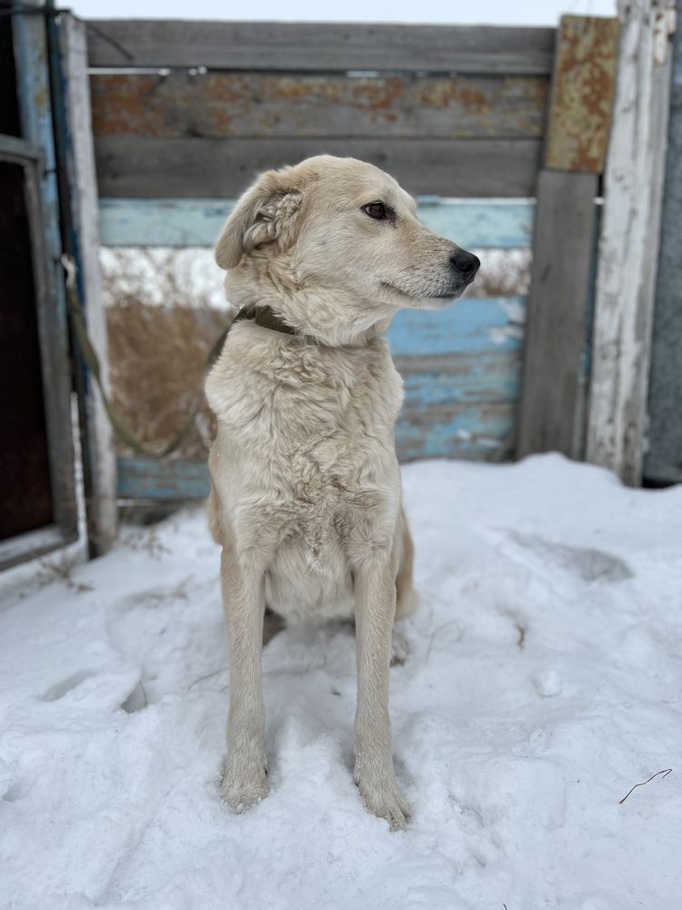 Собака в хорошие руки