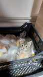 Отдам бесплатно котят