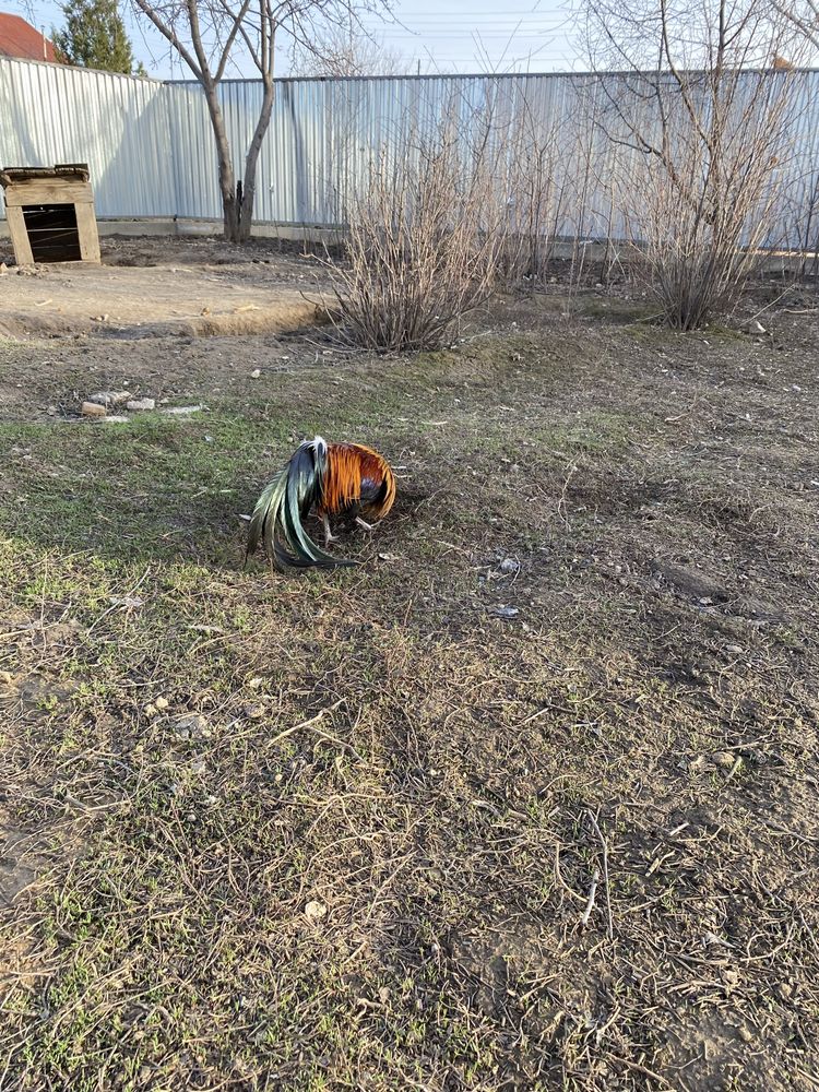 Карликовый феникс
