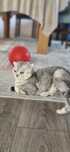 Кошка и котёнок скотиш фолд