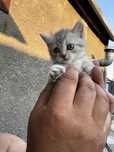 Котенок девочка шотоанские