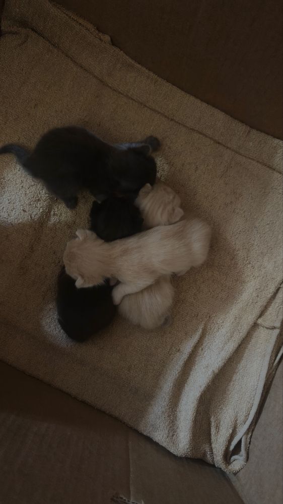 Маленькие котята