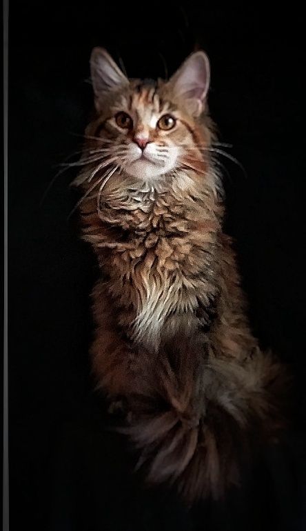 Подрощеные котята Мейн Кун. Питомник  "Fluffy Tale"