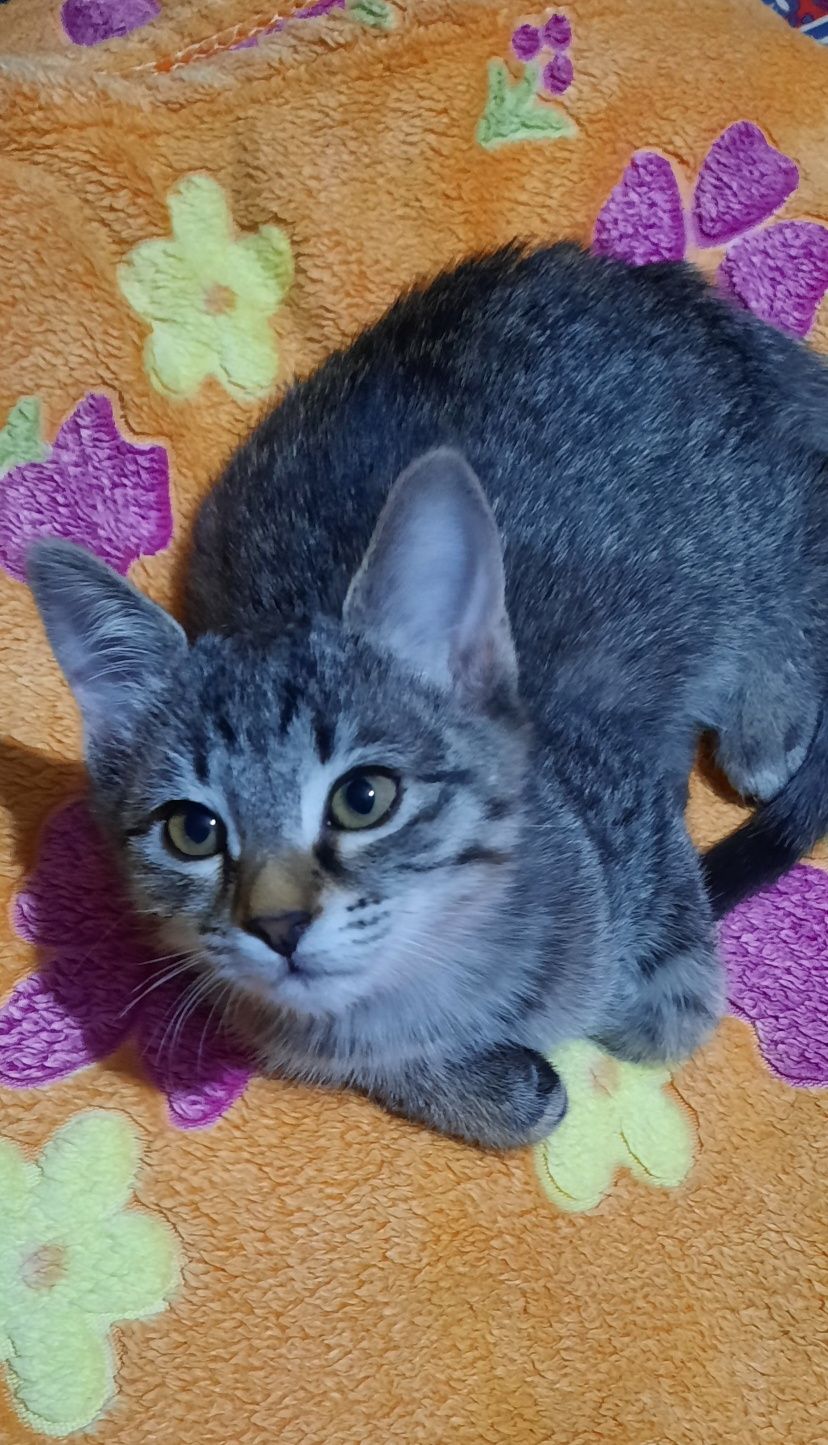Отдаст котят в хорошие руки ,котята хорошие, игривые, девочки.
