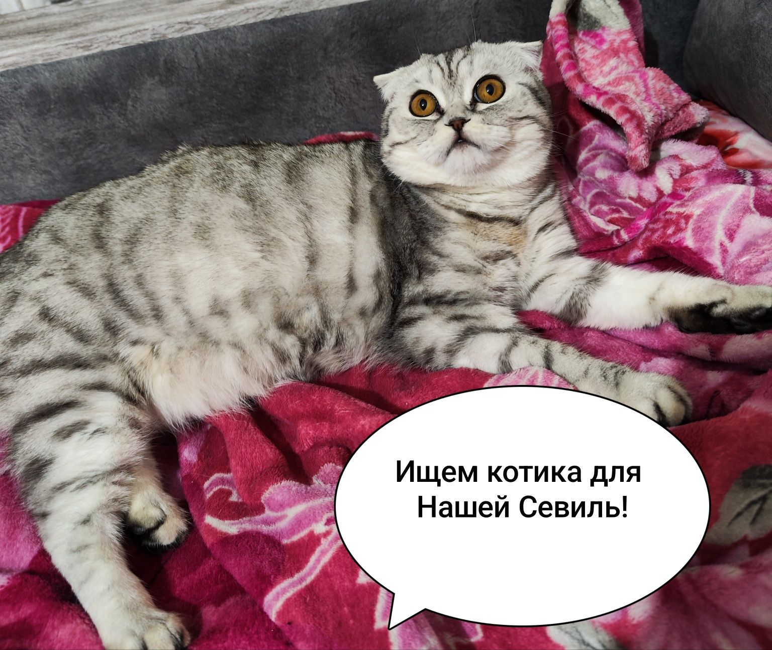 Ищем кота для вязки