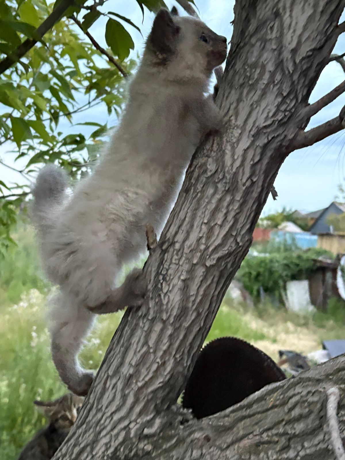 Котята бесплатно