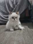 Котёнок девочка в добрые руки