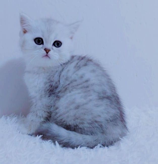Британские котята
