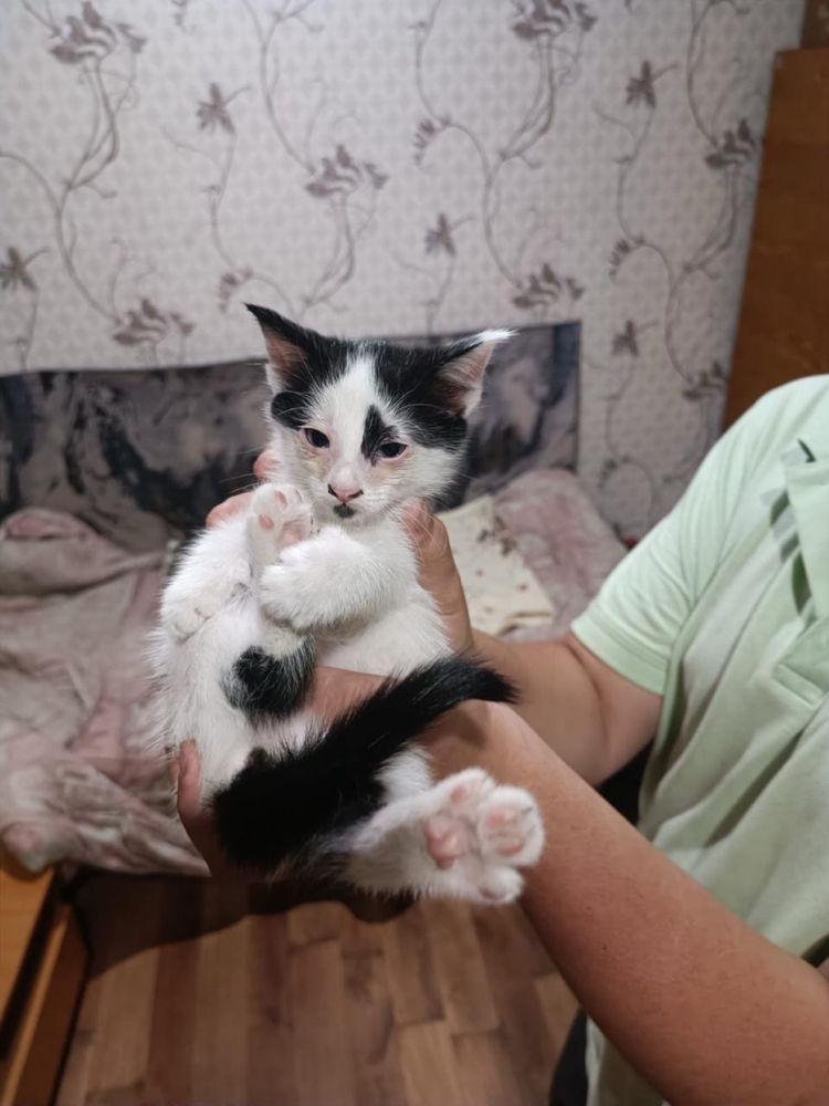 Отдам котят в хорошие руки