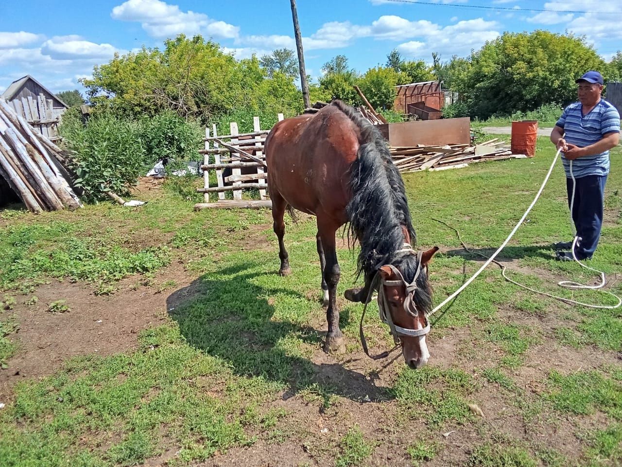 Продам айгыра 7 лет скаковой
