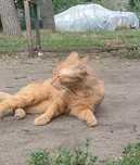 Кот, ручной, ласковый, кастрирован